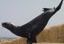 Sea Lion Encounter at Ocean World Adventure Park